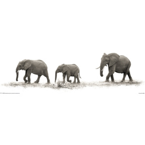 Plakát, Obraz - Mario Moreno - The Elephants, (30 x 91,5 cm)