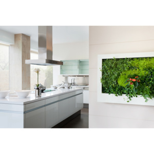 Terapia Urbana Obraz z živých rostlin Slimgreenwall® 145x105 cm šedá Barva: Bílá