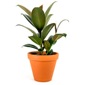 Ficus elastica Robusta, průměr 12 cm