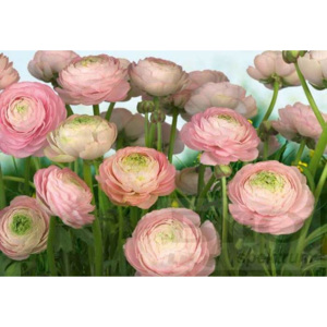 Fototapeta Komar 8-894 Gentle Rosé (368 x 254 cm)