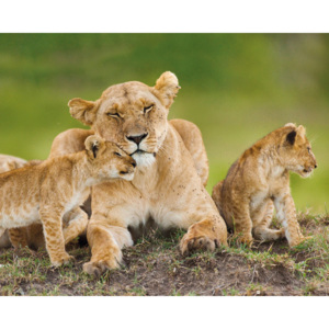 Plakát Lioness and Cubs