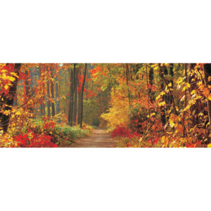 Fototapeta panoramatická vliesová Podzimní les