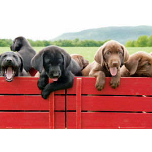 Plakát Puppy Red Wagon