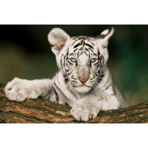 Plakát White Tiger - Cub