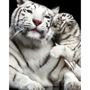 Plakát Tiger Kiss