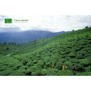 Great Tea Garden Plakát Čajová plantáž Assam