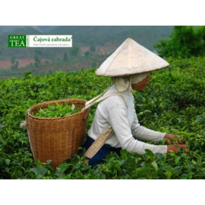 Great Tea Garden Plakát Čajová plantáž v Číně