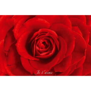 Plakát Red Rose - I Love You In French