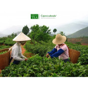 Great Tea Garden Plakát Česačky čaje
