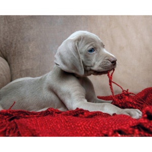 Plakát Puppy Red Blanket