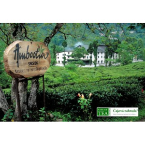 Great Tea Garden Plakát India Ambootia