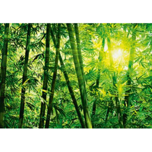 Fototapety na zeď Bamboo Forest F123