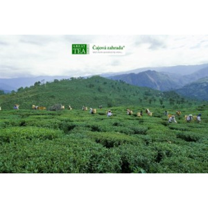 Great Tea Garden Plakát Čajová plantáž Darjeeling