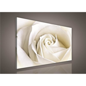 Obraz na plátně Bílá růže 100 x 75 cm