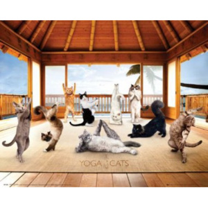 Plakát Yoga Cats - Hut 2