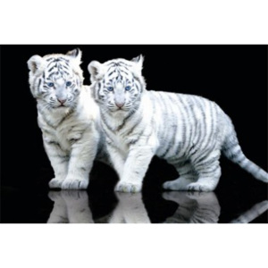 Plakát White Tiger Cubs 2