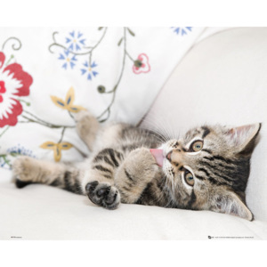 Plakát Kitten - Licking Paw