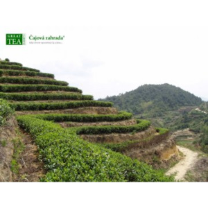 Great Tea Garden Plakát Čajová plantáž v Indonésii