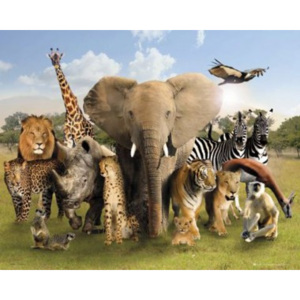 Plakát Wild World Group