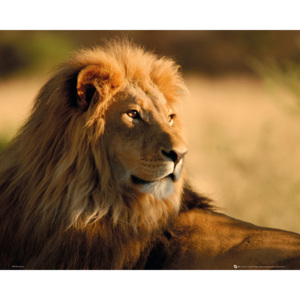 Plakát Lion Sunset