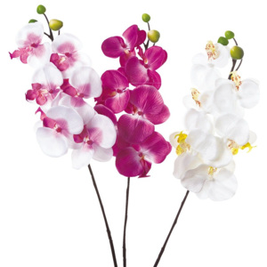 Orchidej DEKORAČNÍ
