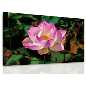 Obraz - Lotosový květ (90x60 cm) - InSmile ®