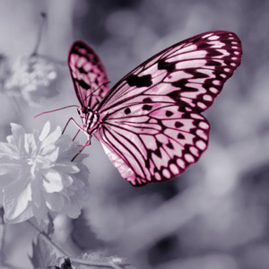Falc Obraz na plátně - Butterfly shadow I., 30x30 cm