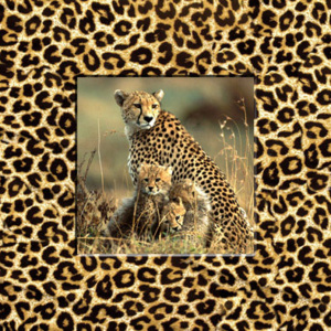 Falc Obraz na plátně - Leopard, 30x30 cm