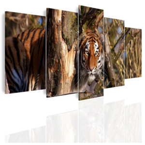 Vícedílný obraz - Číhající tygr (150x60 cm) - InSmile ®