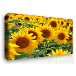 Obraz na stěnu - slunečnice (90x60 cm) - InSmile ®