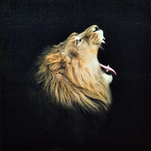 Falc Obraz na plátně - Lví řev, 70x70 cm