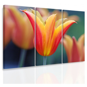 Vícedílný obraz - Tulipán (90x60 cm) - InSmile ®