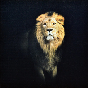 Falc Obraz na plátně - Lev, 70x70 cm