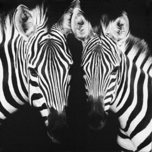 Obraz na plátně - Black&White Zebras, 50x50 cm