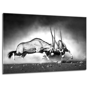Obraz na skle Styler - Gazelle 100x70 cm