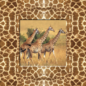 Falc Obraz na plátně - Žirafy, 30x30 cm