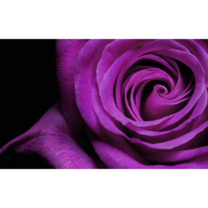 Obraz na zeď - fialová růže (60x40 cm) - InSmile ®