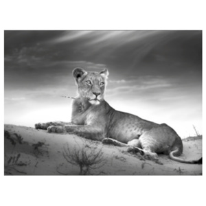 Obraz na skle Styler - Lioness 100x70 cm