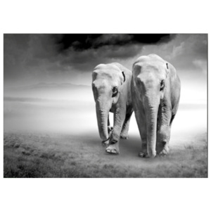 Skleněný obraz - Styler Elephants 100x70 cm