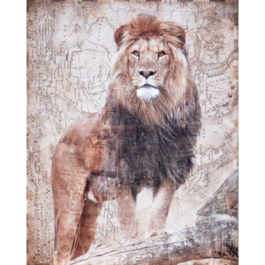 Falc Obraz na plátně - Lev, 40x50 cm