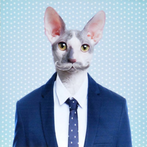 Obraz na plátně - Office Cat, 40x40 cm