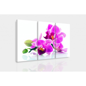 Vícedílný obraz - Orchidej v prostoru (90x60 cm) - InSmile ®