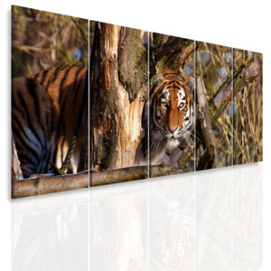 Vícedílný obraz - Tygr za stromem (150x60 cm) - InSmile ®