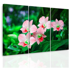 Vícedílný obraz - Orchidej v přírodě II. (90x60 cm) - InSmile ®