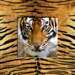 Falc Obraz na plátně - Tygr, 30x30 cm