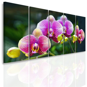 Vícedílný obraz - Divoká orchidej (150x70 cm) - InSmile ®