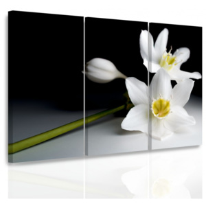 Vícedílný obraz - Orchidej ve tmě (90x60 cm) - InSmile ®
