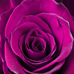 Falc Obraz na plátně - Magenta rose, 30x30 cm
