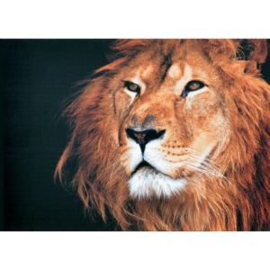 Obraz na plátně - Lví hříva, 50x70 cm