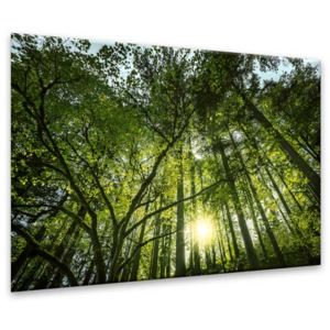 Obraz na skle Styler - Green Forest 120x80 cm
